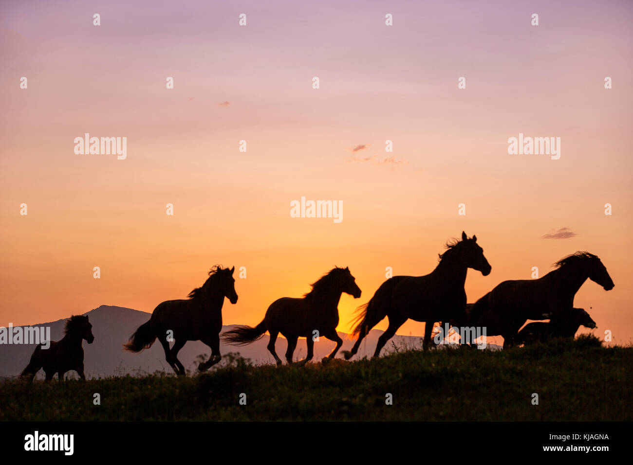 Inländische Pferd. Herde galoppieren auf einer Weide bei Sonnenuntergang. Schweiz Stockfoto