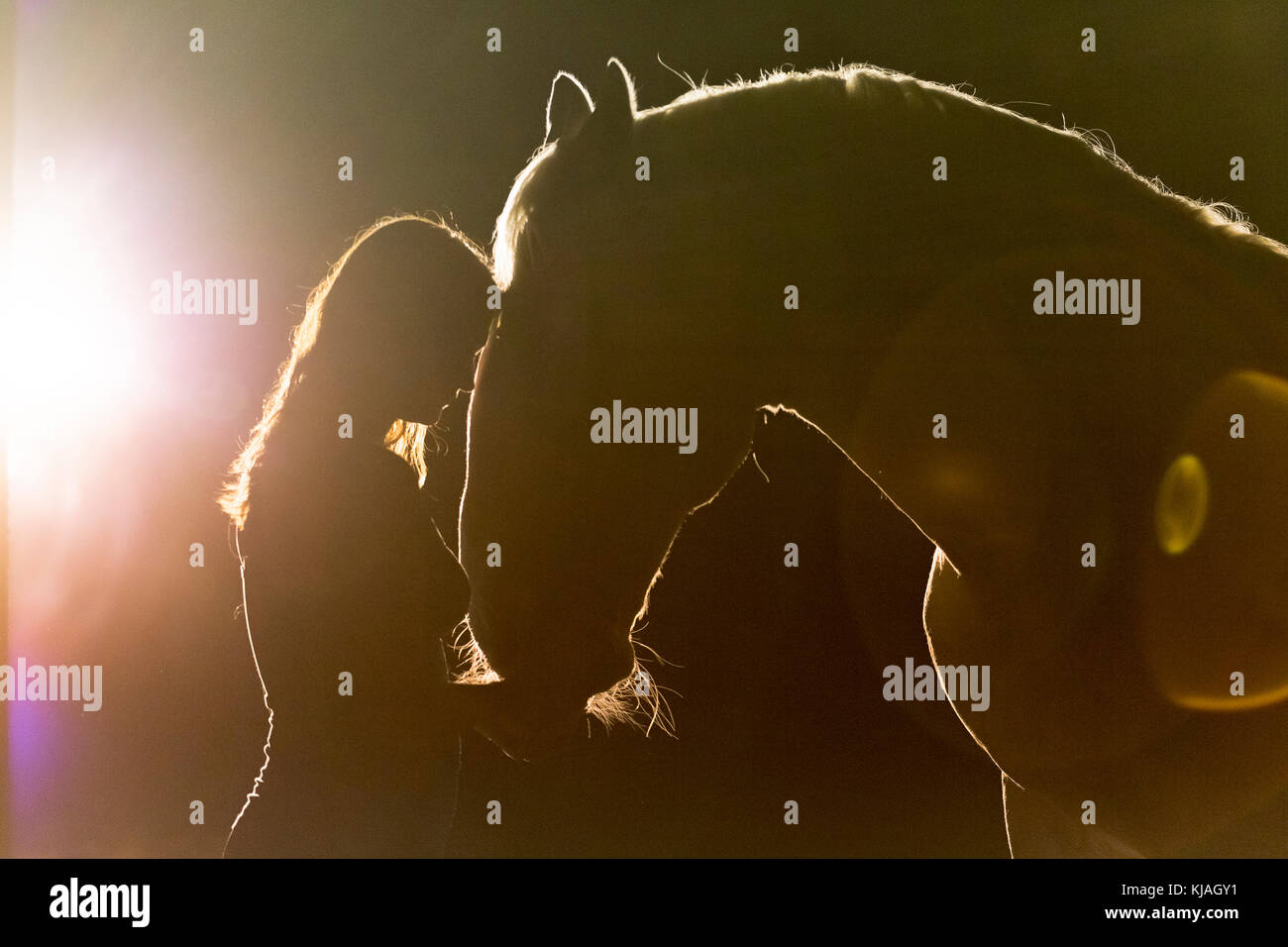 Lipizzaner Pferd. Portrait von erwachsenen Hengst (siglavy Capriola Primas) mit der jungen Frau in der Dunkelheit, mit Licht im Hintergrund. Österreich Stockfoto