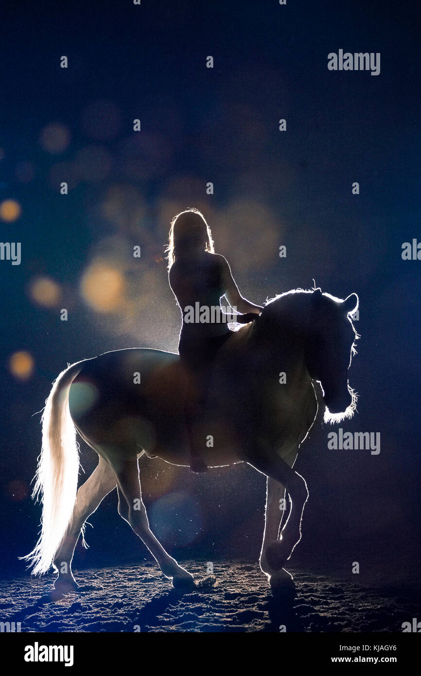Lipizzaner Pferd. Erwachsenen Hengst (siglavy Capriola Primas) mit Reiter in der Finsternis gegen das Licht gesehen. Österreich Stockfoto