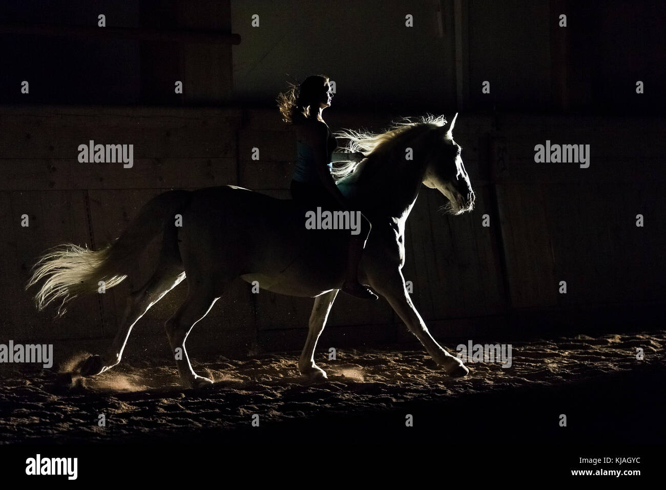 Lipizzaner Pferd. Erwachsenen Hengst (siglavy Capriola Primas) mit Reiter in der Finsternis gegen das Licht gesehen. Österreich Stockfoto