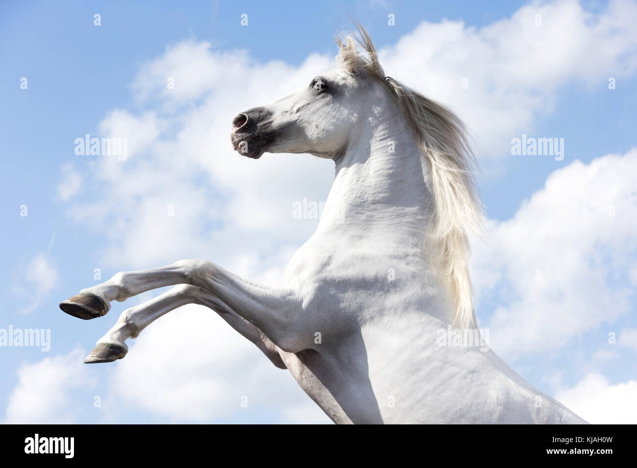 Reine Spanische Pferd, Andalusische. Schimmelhengst Aufzucht, gegen einen bewölkten Himmel gesehen. Deutschland Stockfoto