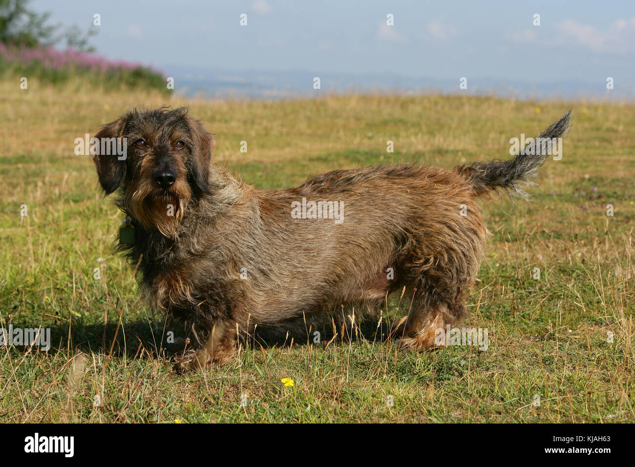 wirehaired standard dachshund