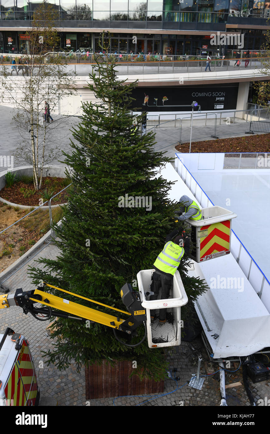 Abrichten der Weihnachtsbaum an der Southampton West Quay England. Stockfoto