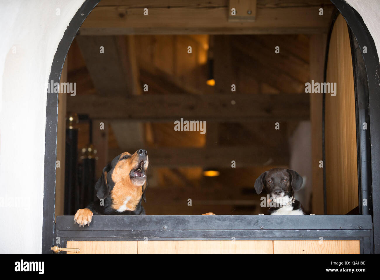 Tiroler Bracke und gemischte Rasse Hund suchen über eine stabile Tür. Österreich Stockfoto