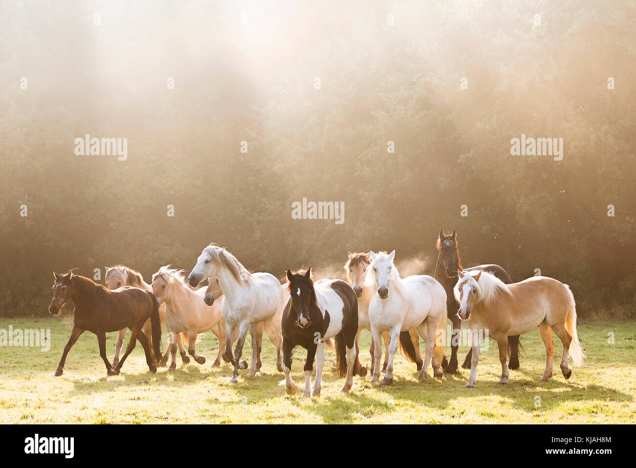 Inländische Pferd. Pferde unterschiedlicher Rassen auf einer Weide im Morgennebel. Deutschland Stockfoto