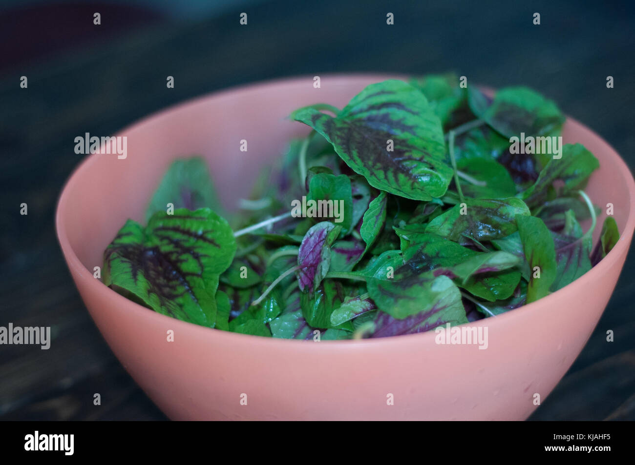 Lila Spinatblätter in eine Schüssel geben. Eine frische Mischung aus Grün und Lila Spinat auf dem Tisch. Gericht kochen zu Hause. Stockfoto