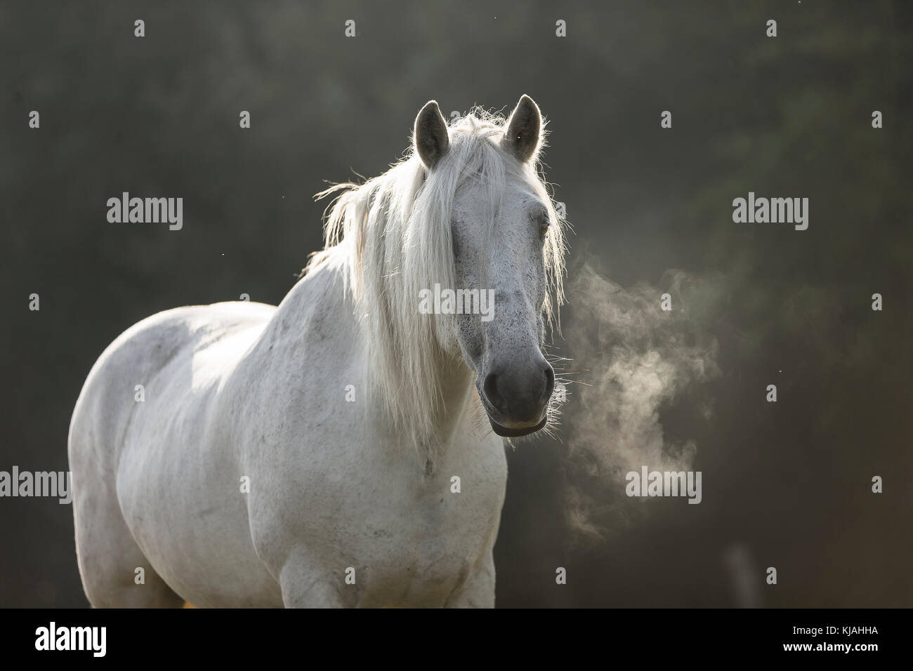Highland Pony. Portrait von Erwachsenen Wallach auf einer Weide, die heißen Atem. Deutschland Stockfoto