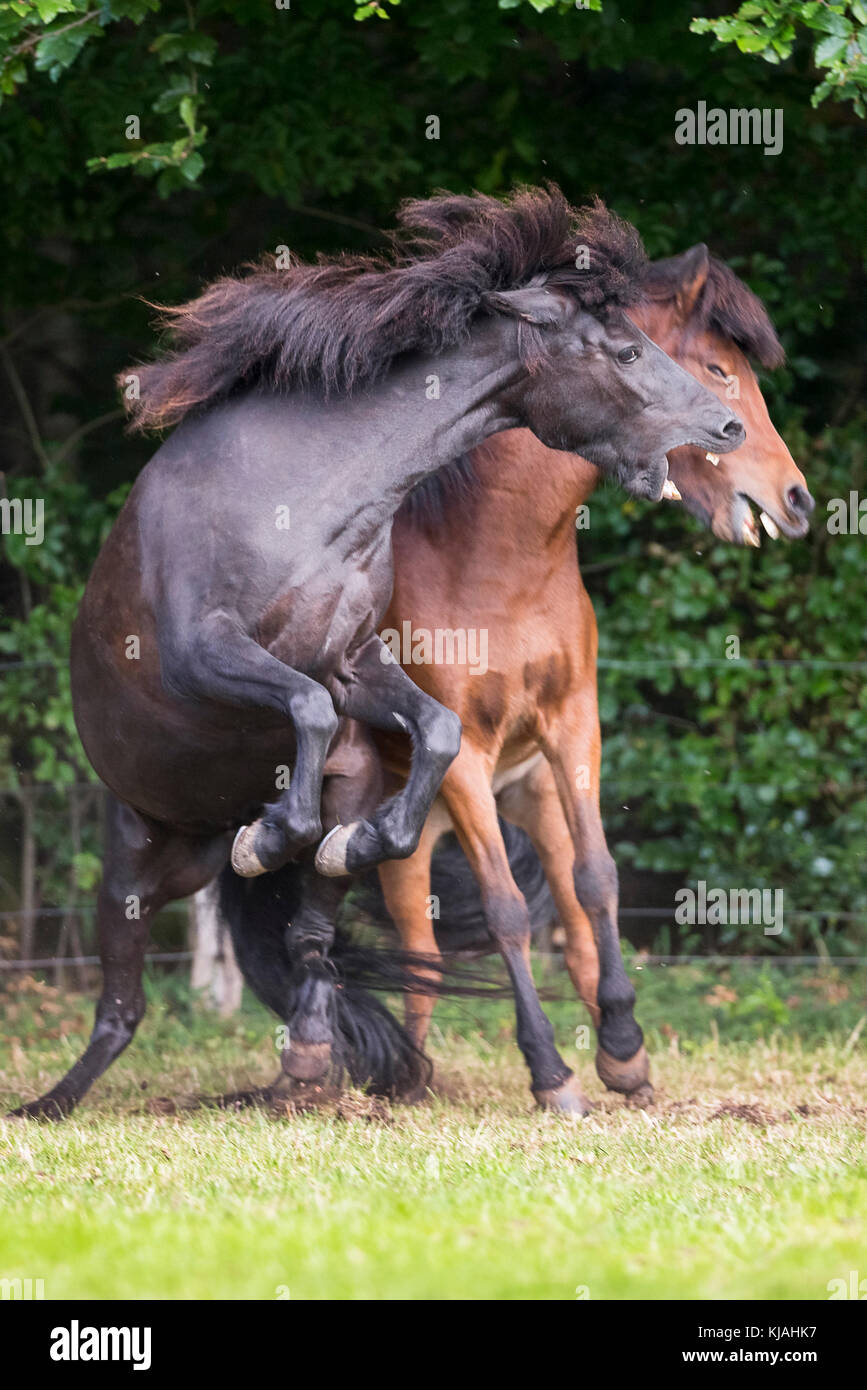 Islandpferd. Bay und Black Horse kämpfen auf einer Weide. Deutschland Stockfoto