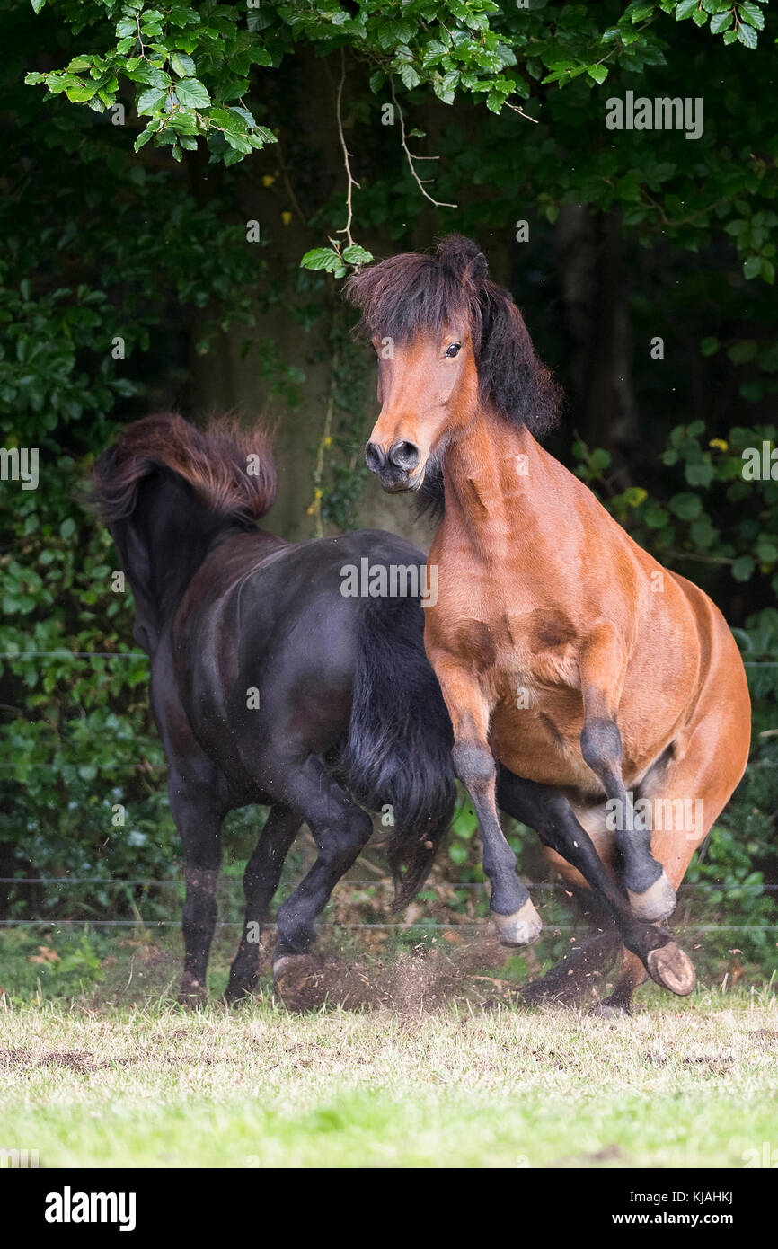 Islandpferd. Bay und Black Horse kämpfen auf einer Weide. Deutschland Stockfoto