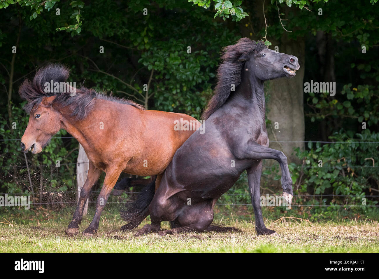 Islandpferd. Bay und Black Horse kämpfen auf einer Weide. Deutschland Stockfoto