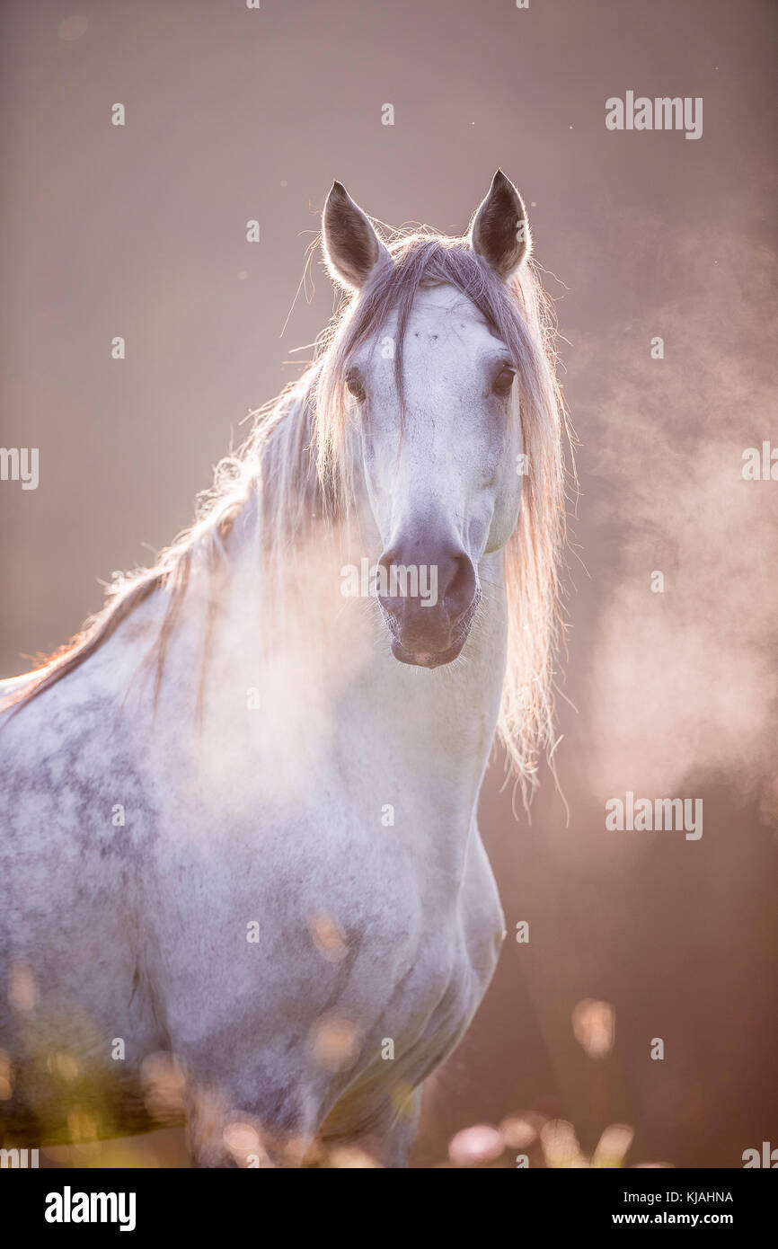 Reine Spanische Pferd, Andalusische. Portrait von schimmelwallach mit heißen Atem. Deutschland Stockfoto