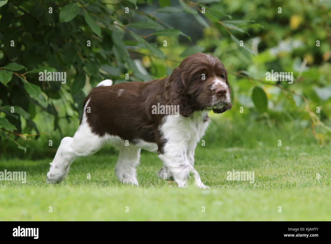 English Springer Spaniel, 7 Wochen alten Welpen Athos auf der Wiese Stockfoto