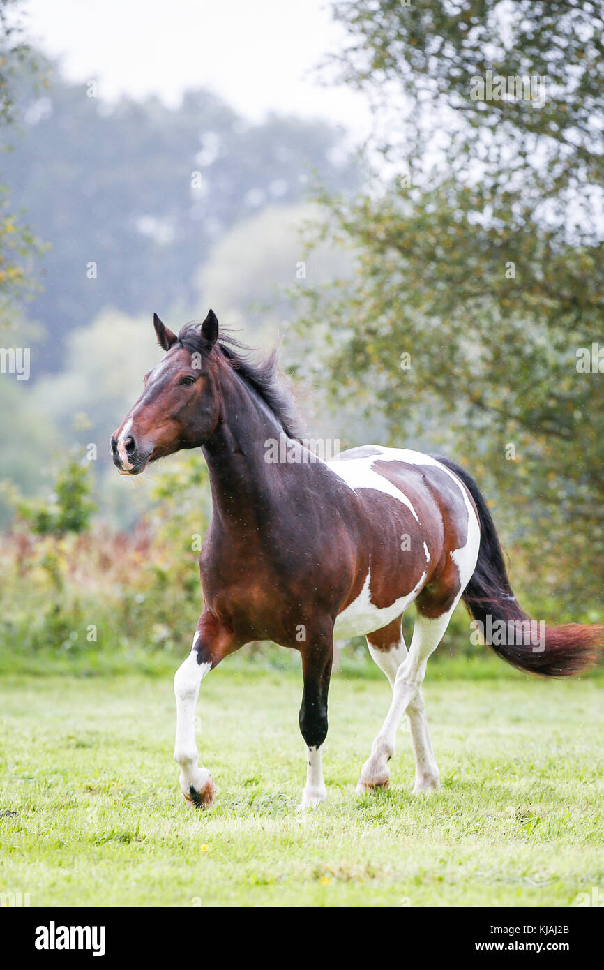 American Indian Horse. Skewbald nach zu Fuß auf einer Wiese im Regen. Deutschland Stockfoto