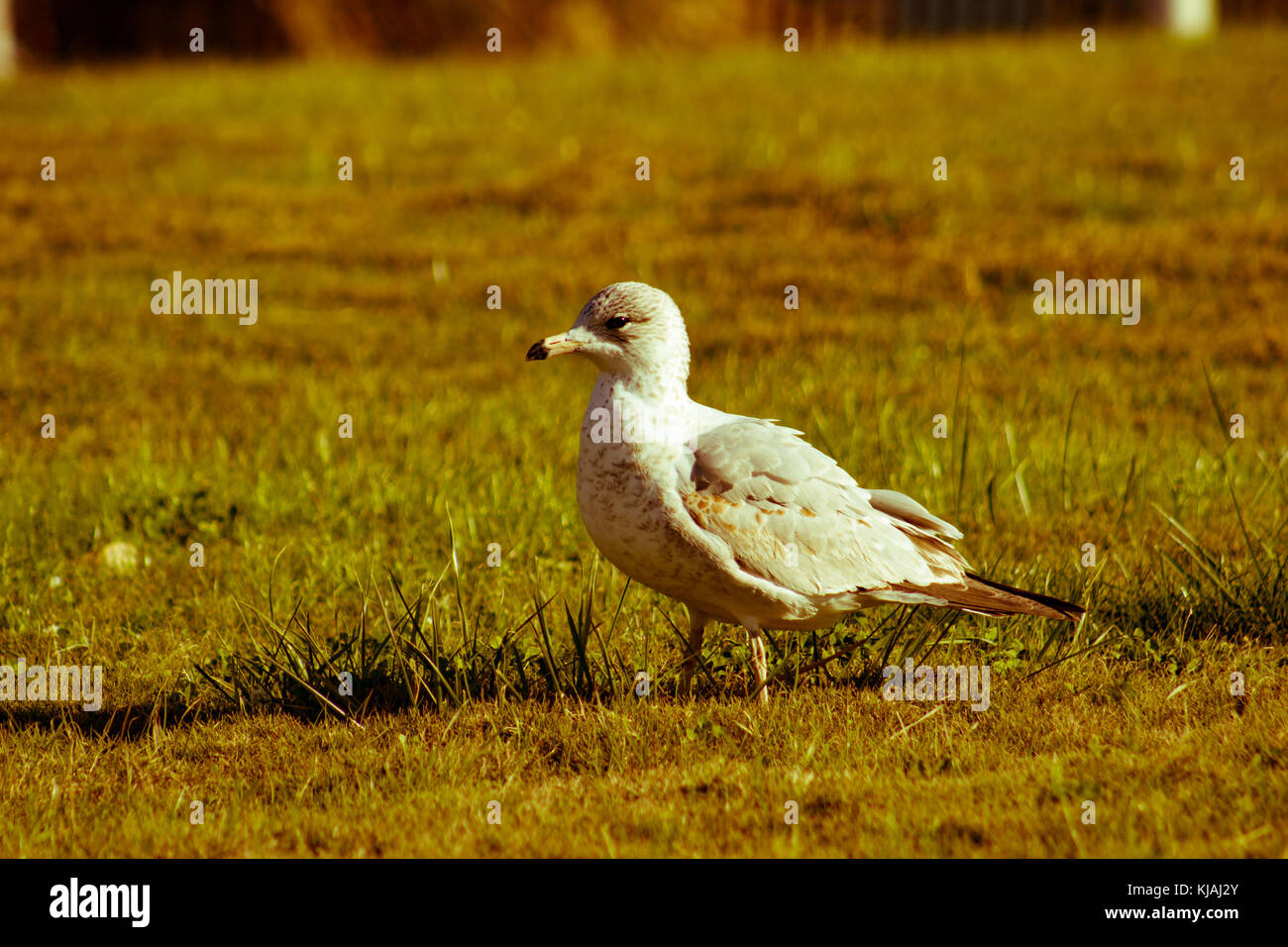 Nahaufnahme von Vogel Stockfoto