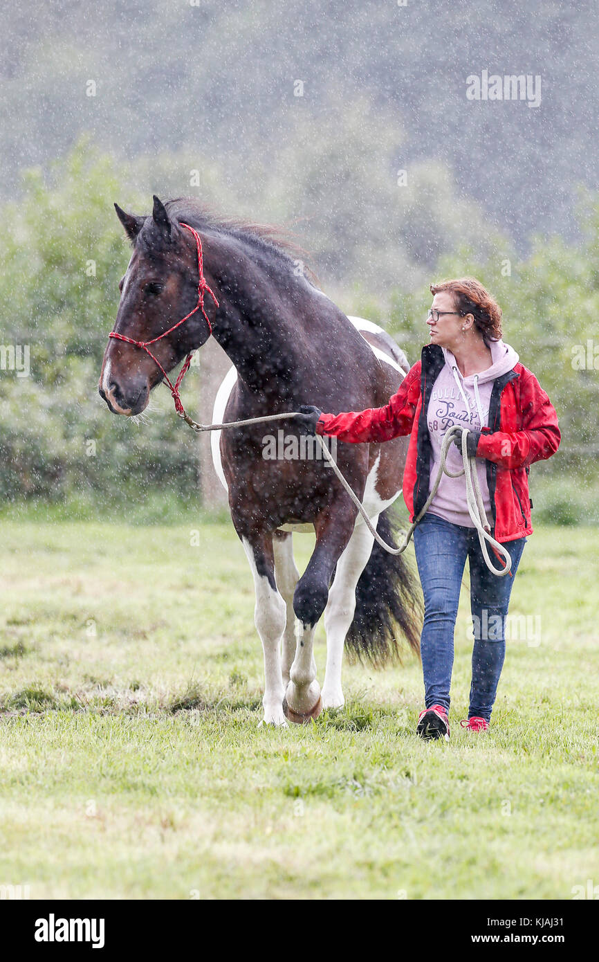 American Indian Horse. Frau führenden skewbald Erwachsenen auf einer Wiese im Regen. Deutschland Stockfoto