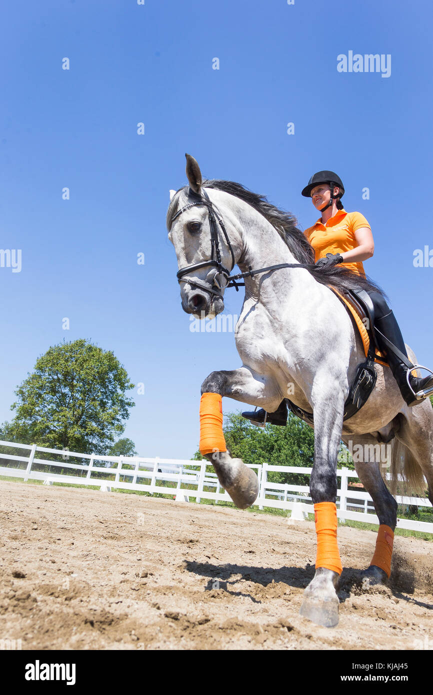 Reine Spanische Pferd, Andalusische. Reiter auf juveniler grauer Hengst Galopp auf einem Reitplatz. Österreich Stockfoto