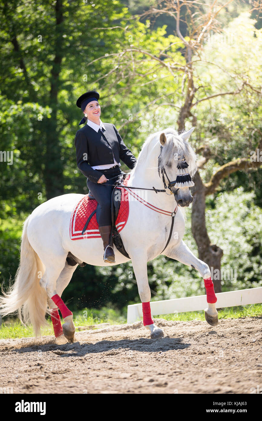 Reine Spanische Pferd, Andalusische. Reiter in traditioneller Kleidung auf schimmelhengst Trab auf einem Reitplatz. Österreich Stockfoto