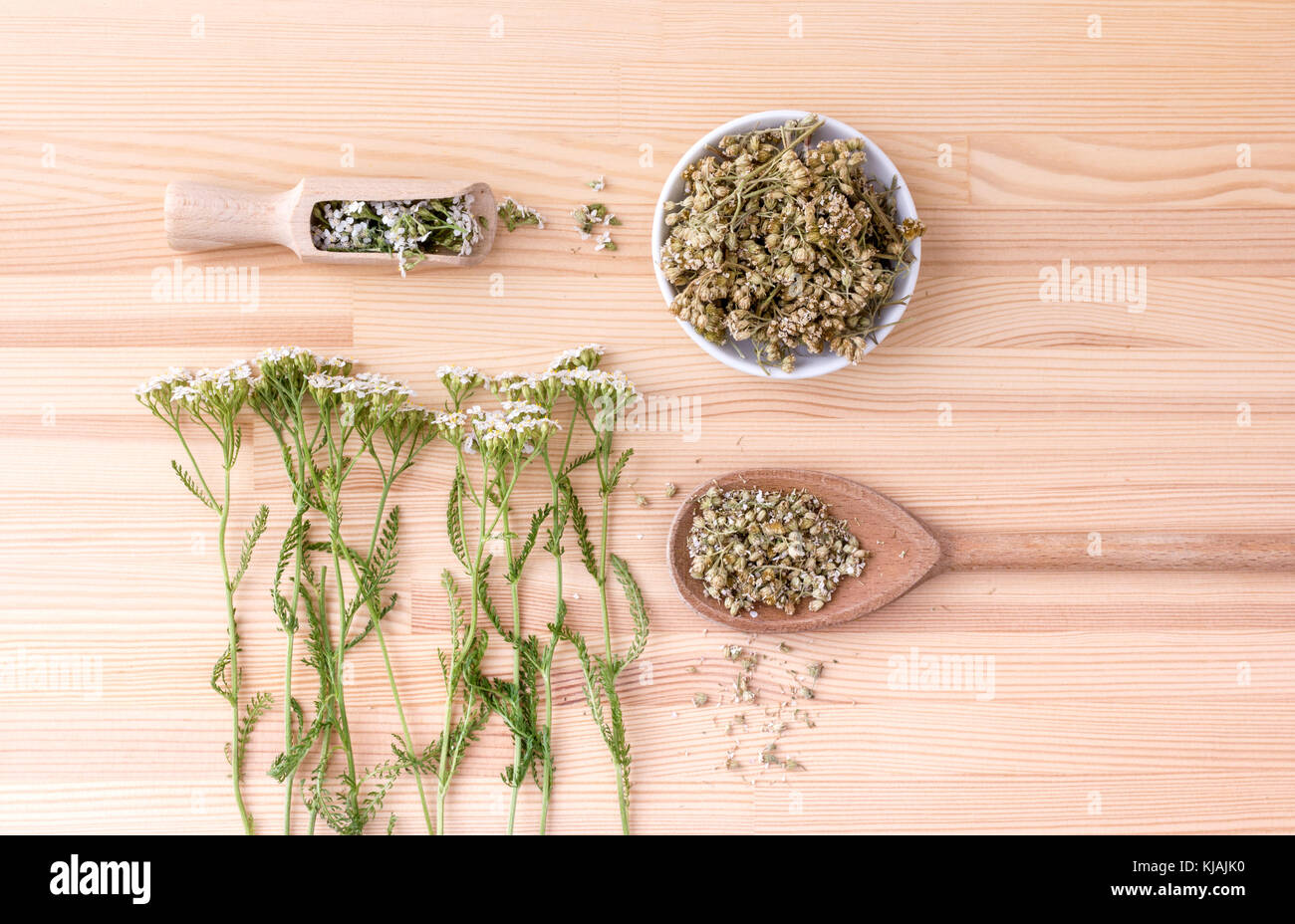 Blick von oben auf die frische und getrocknete Blüten und Blätter der Schafgarbe mit Löffel und Schüssel mit einem hölzernen Hintergrund Stockfoto