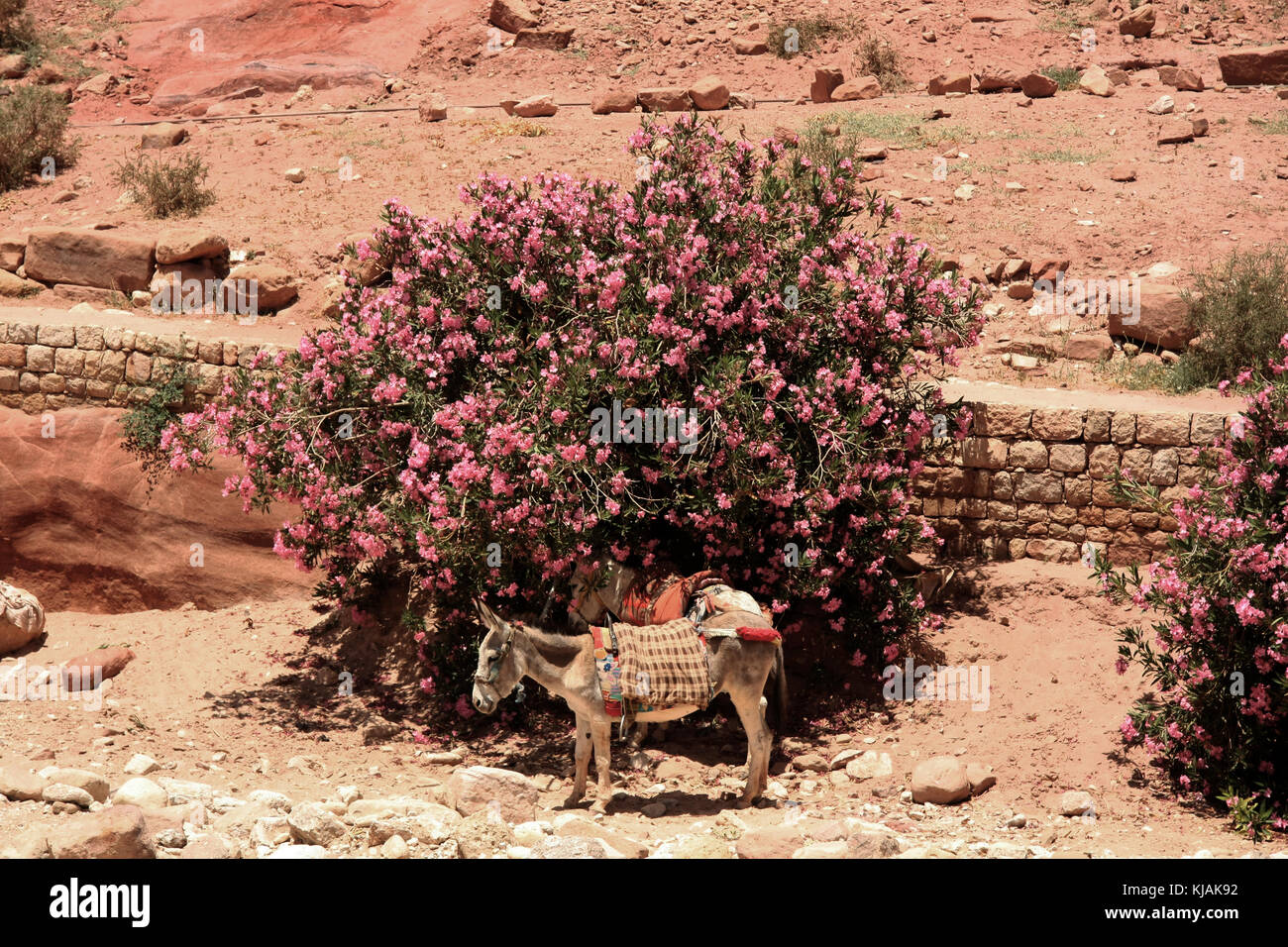 Esel und Oleander Baum, Petra, Jordanien Stockfoto