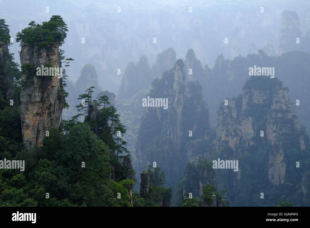 Robuste Kalksteinsäulen und Gipfeln der Zhangjiajie National Forest Park im Landschaftspark Wulingyuan gelegen Scenic Region in der Provinz Hunan in China Stockfoto