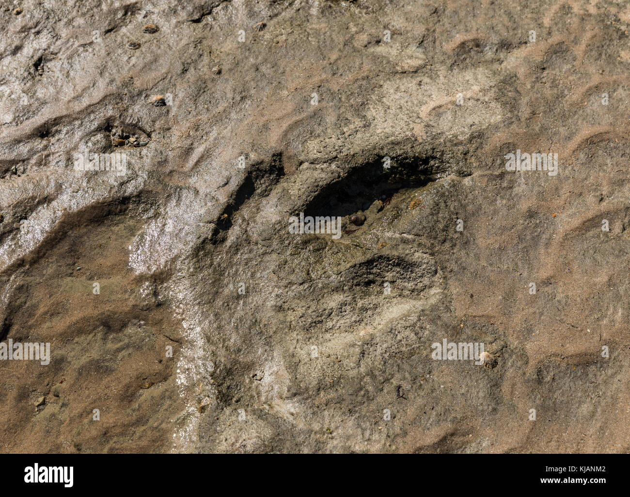 Dinosaur Footprint in Talmont-saint-Hilaire (Vendée, Frankreich) Stockfoto Dinosaur Footprint in Talmont-saint-Hilaire (Vendée, Frankreich) Stockfoto