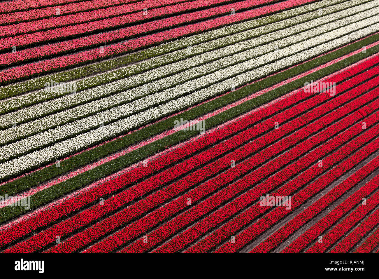 Luftaufnahme der Tulpenfelder in Nordholland, Niederlande Stockfoto