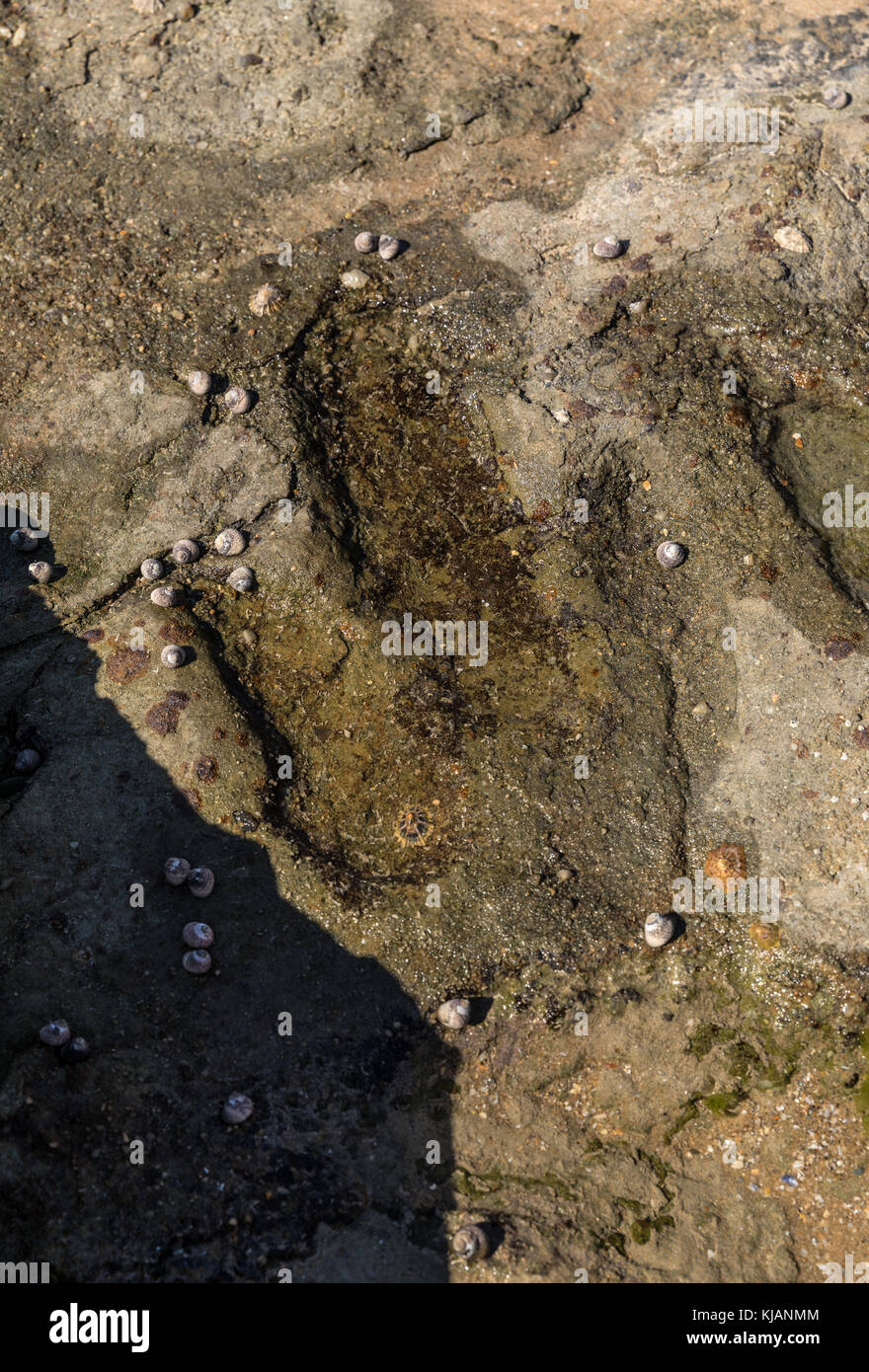 Dinosaur Footprint in Talmont-saint-Hilaire (Vendée, Frankreich) Stockfoto