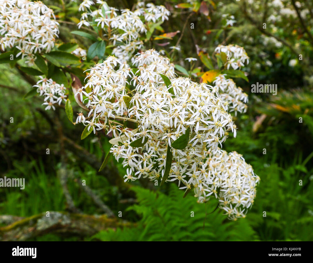Die weißen Blüten eines Olearia oder Daisy Bush am Tresco Abbey Gardens, Tresco, Isles of Scilly, England, Großbritannien Stockfoto Die weißen Blüten eines Olearia oder Daisy Bush am Tresco Abbey Gardens, Tresco, Isles of Scilly, England, Großbritannien Stockfoto