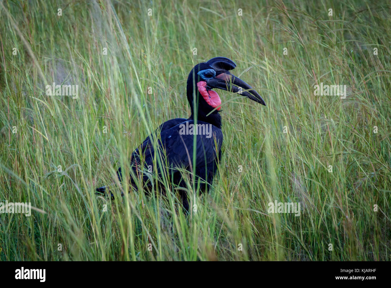 Eine hornbill Vogel entspannen in hohem Gras in Murchison Falls National Park in Uganda. Schade, dass dieser Ort gefährdet ist durch Öl bohren Unternehmen Stockfoto