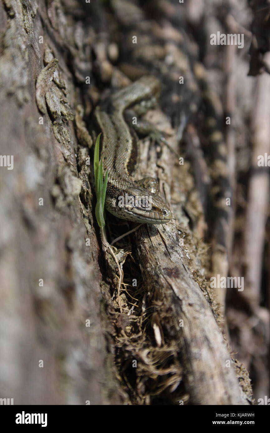 Lacerta Zootoca vivipara, gemeinsame Eidechse kommenden Fläche entlang einer liegenden Baumstamm, neben einem Keimenden gras Sämling. Stockfoto
