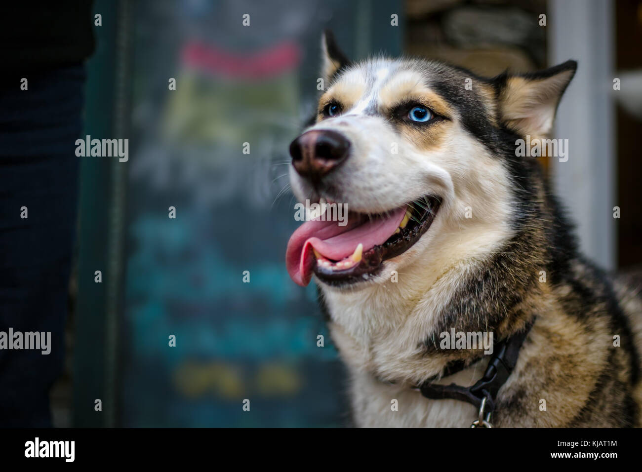 Ein schöner Hund, Husky, malamute, gerade heraus hängen in Occoquan, Virginia. Stockfoto