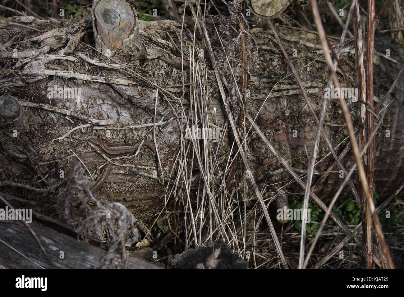 Lacerta Zootoca vivipara, 3 gemeinsame Eidechsen, 2 Jugendlichen und einem Erwachsenen, auf faulenden Baumstamm, auf dem Boden Stockfoto