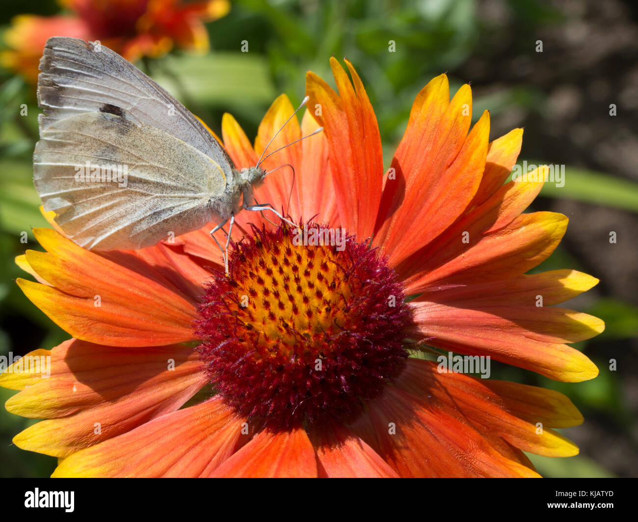 Pieris brassicae Schmetterling trinken Nektar von Blüten in Ladakh, Indien Stockfoto