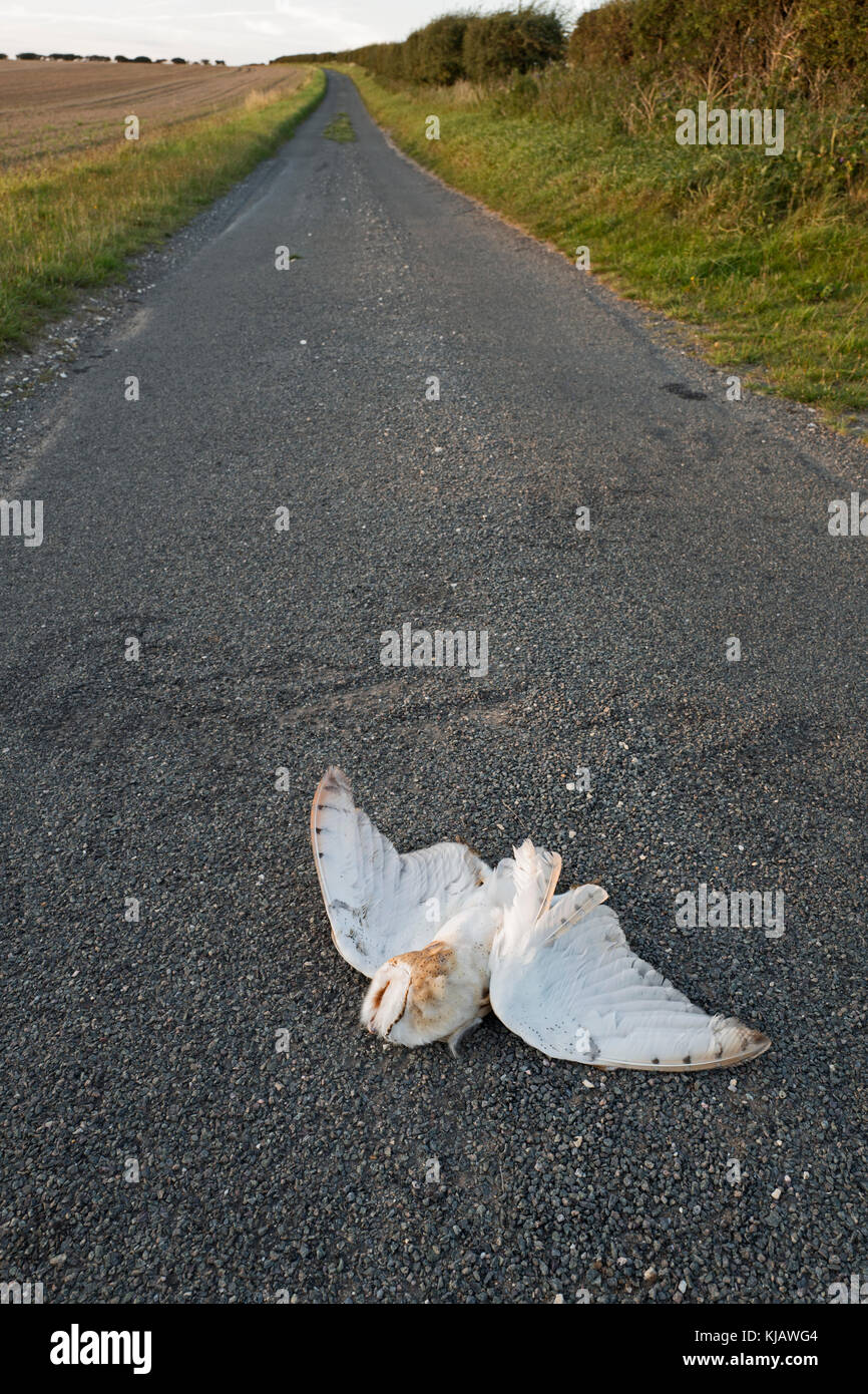 Schleiereule Tyto Alba mit dem Auto auf der Landstraße getötet North Norfolk Stockfoto