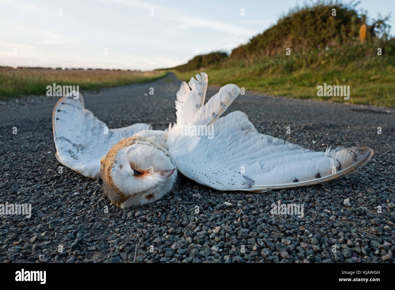 Schleiereule Tyto Alba mit dem Auto auf der Landstraße getötet North Norfolk Stockfoto