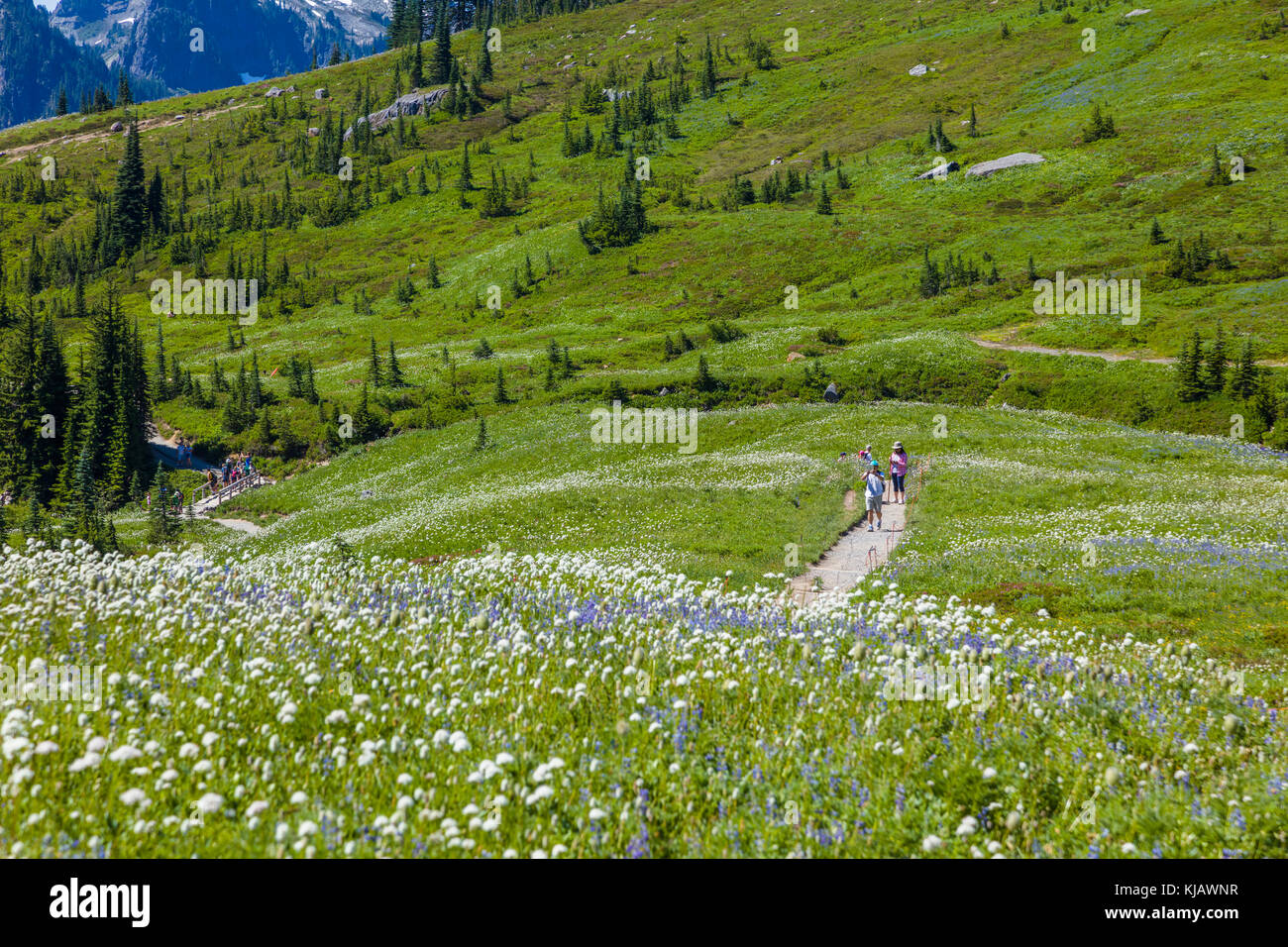 Golden Gate Trail im Paradise Abschnitt des Mount Rainier National Park im Staat Washington in den Vereinigten Staaten Stockfoto