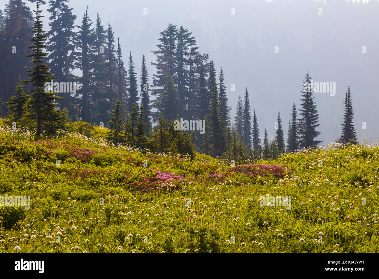 Sommer Wildblumen mit Nebel im Paradies Abschnitt des Mount Rainier National Park im Staat Washington in den Vereinigten Staaten Stockfoto