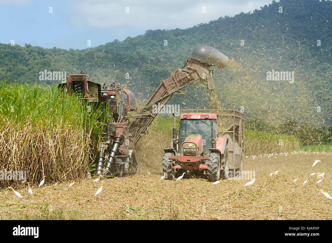 Traktor und Mähdrescher in Tandem zu ernten, Zuckerrohr, in der Nähe von Cairns, Far North Queensland, FNQ, QLD, Australien Stockfoto