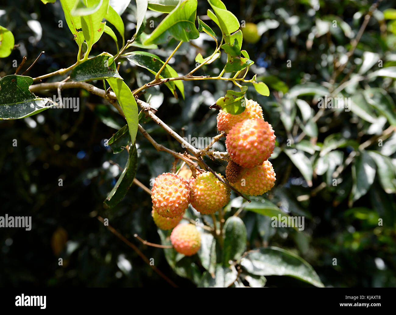 Litschis (Litchi chinensis) sind ursprünglich aus China sind aber in Far North Queensland, FNQ, QLD, Australien angebaut Stockfoto