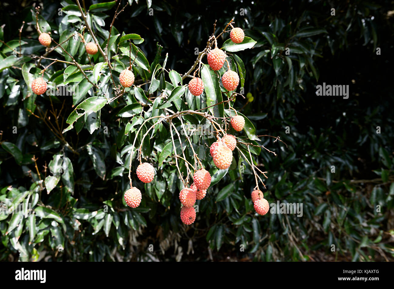 Australia litchi harvest Fotos und Bildmaterial in hoher Auflösung