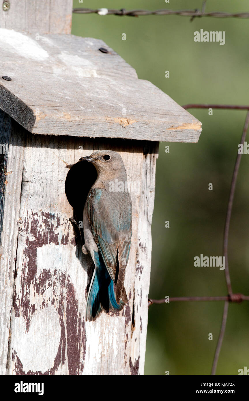 Weibliche mountain Bluebird (Sialia currucoides) am Nest, Monroe County, Idaho Stockfoto