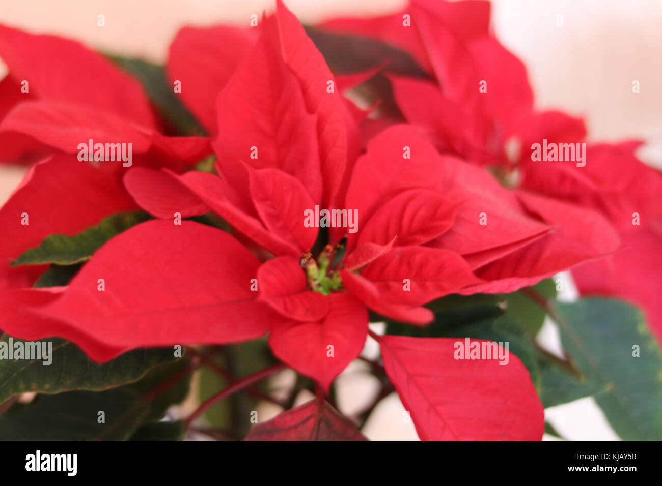 Mexikanische Weihnachtsstern Stockfoto