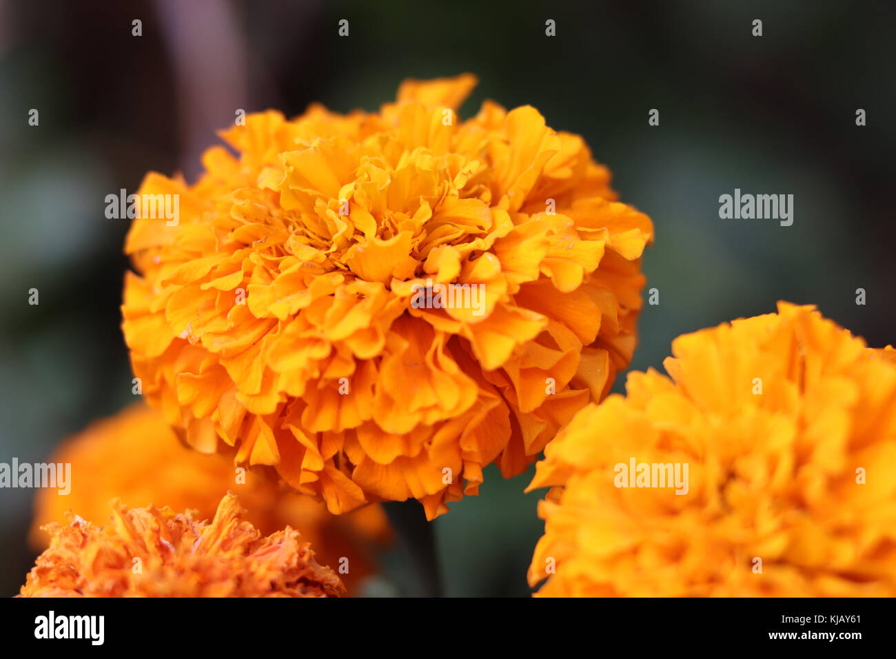 Sammetblume pot Stockfoto