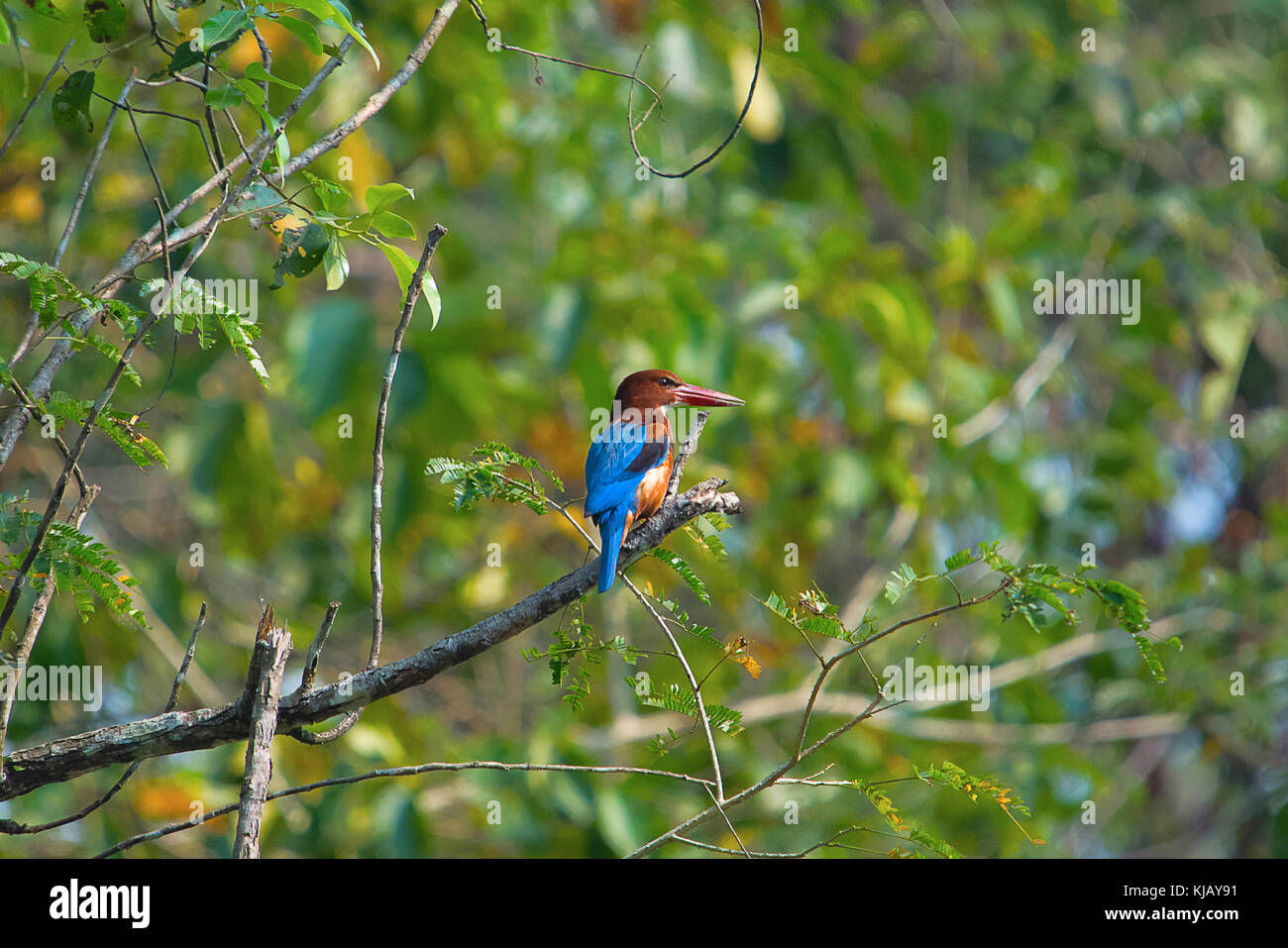 White Throated Kingfisher, Halcyon smyrnensis, Kaziranga National Park, Assam, Indien Stockfoto