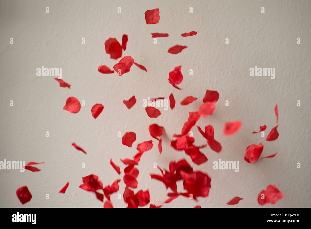 Fallende Rosenblätter Stockfoto