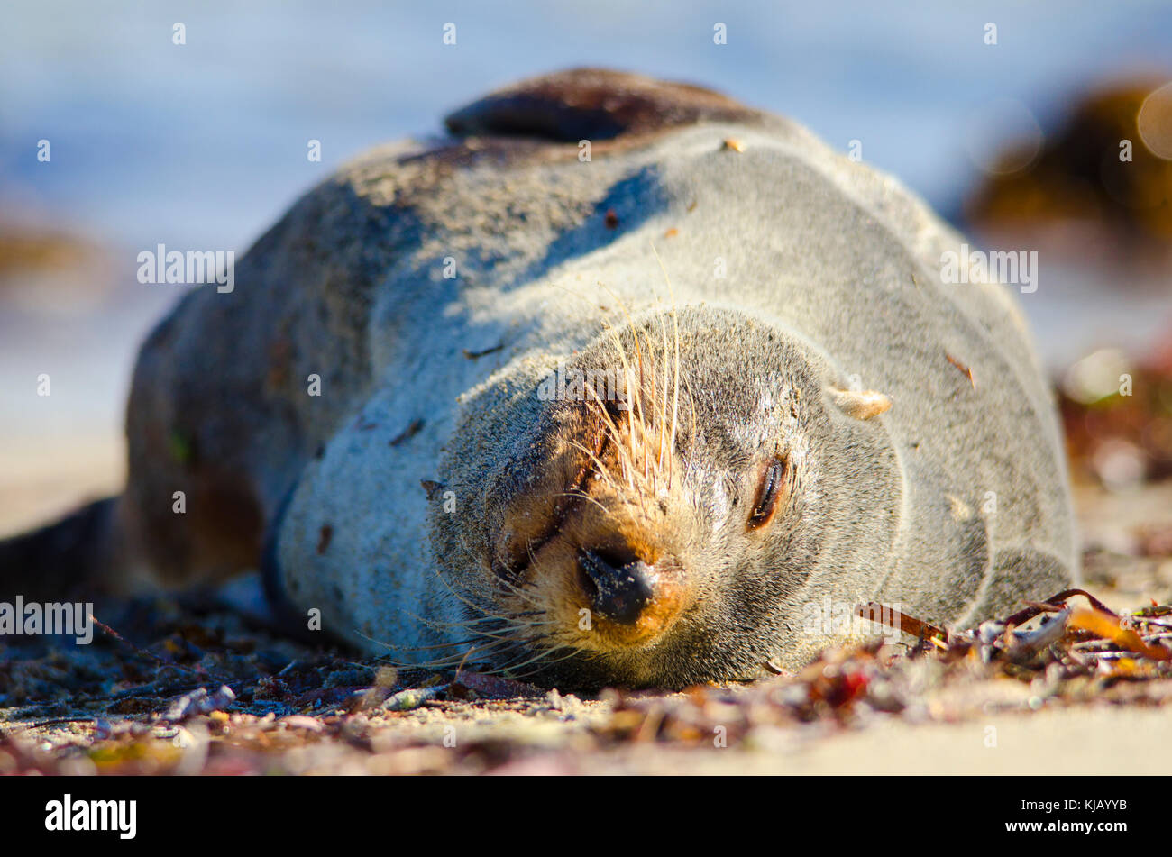 Spitzzange Fell Dichtung (Arctocephalus forsteri), männlich. Der Common Name für die australische Bevölkerung von Neuseeland Pelzrobben Stockfoto