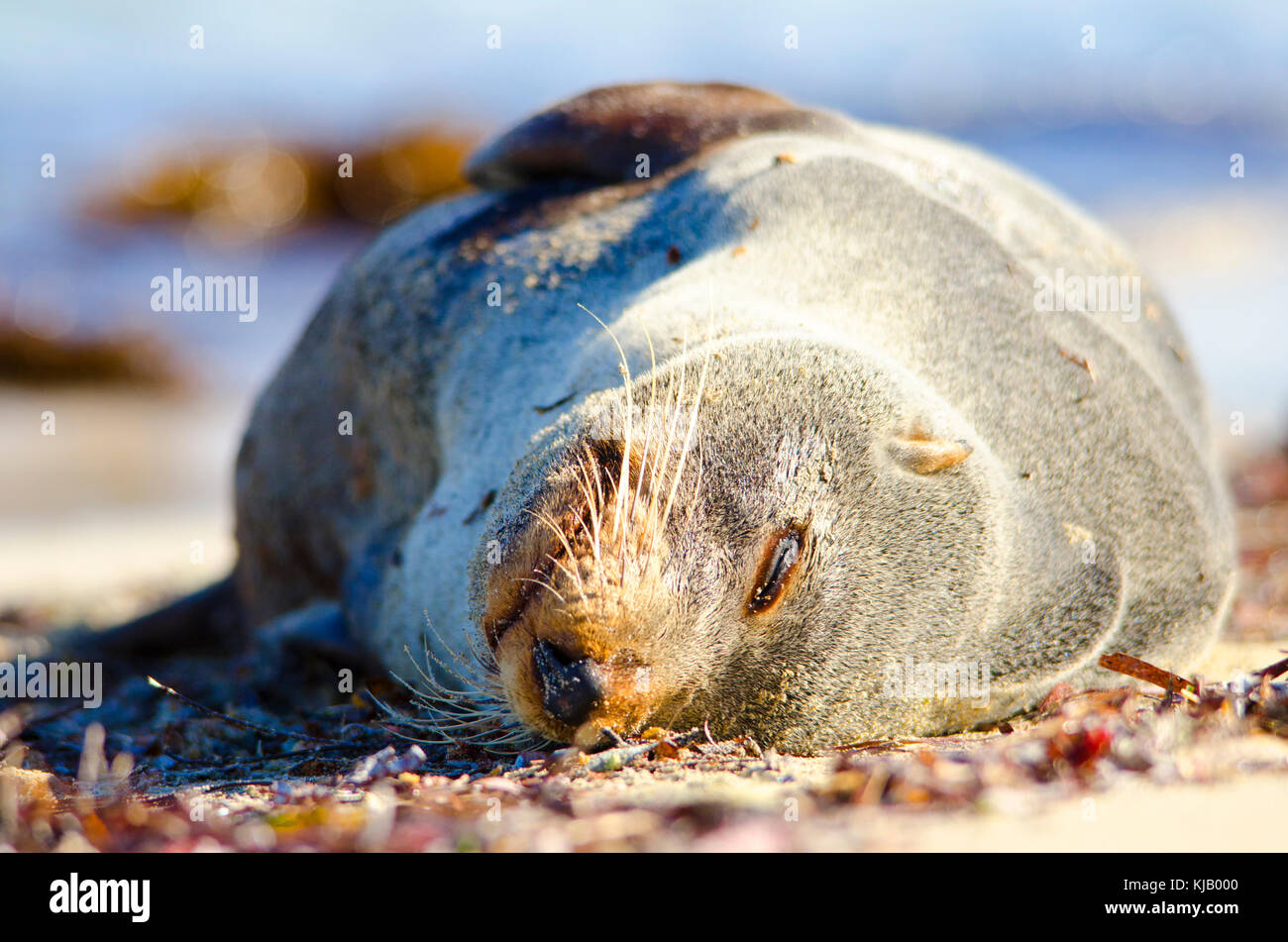 Spitzzange Fell Dichtung (Arctocephalus forsteri), männlich. Der Common Name für die australische Bevölkerung von Neuseeland Pelzrobben Stockfoto