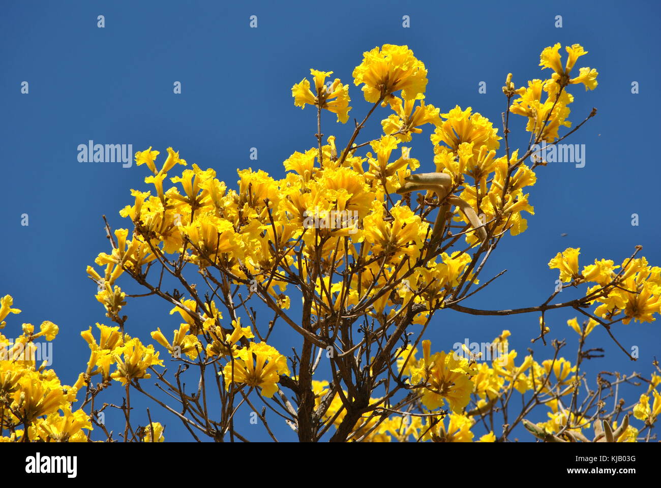 Bignoniaceae und tabebuia familie Stockfotos und bilder Kaufen Alamy