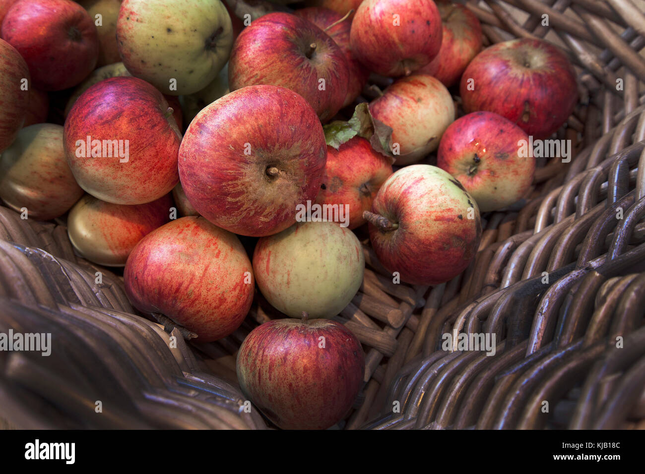 Frisch gepflückte Äpfel im Weidenkorb Stockfoto