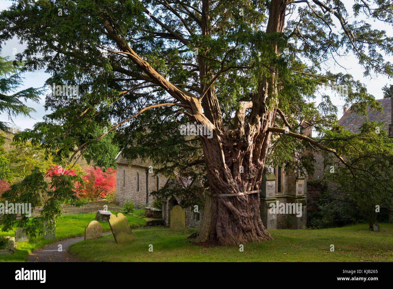 Die alten Eibe auf dem Kirchhof von St. Johannes der Täufer Kirche In der Kirche Preen, Shropshire, England, Großbritannien Stockfoto